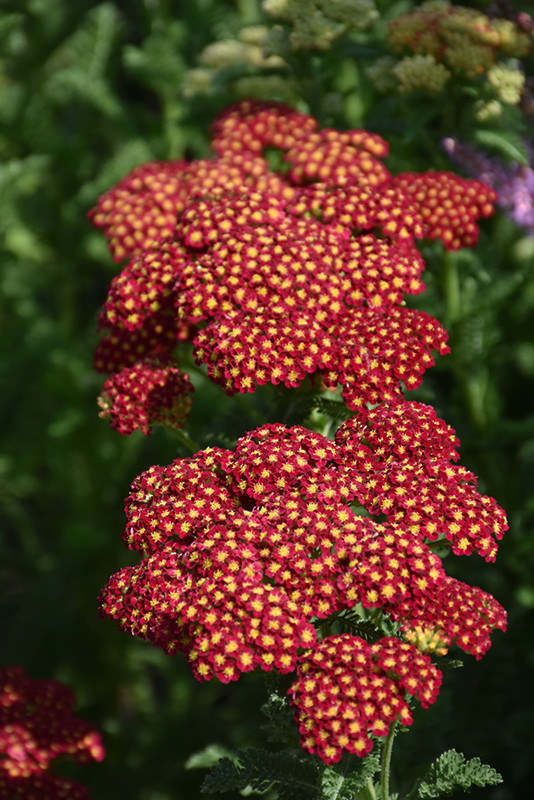 YARROW STRAWBERRY SEDUCTION 1G