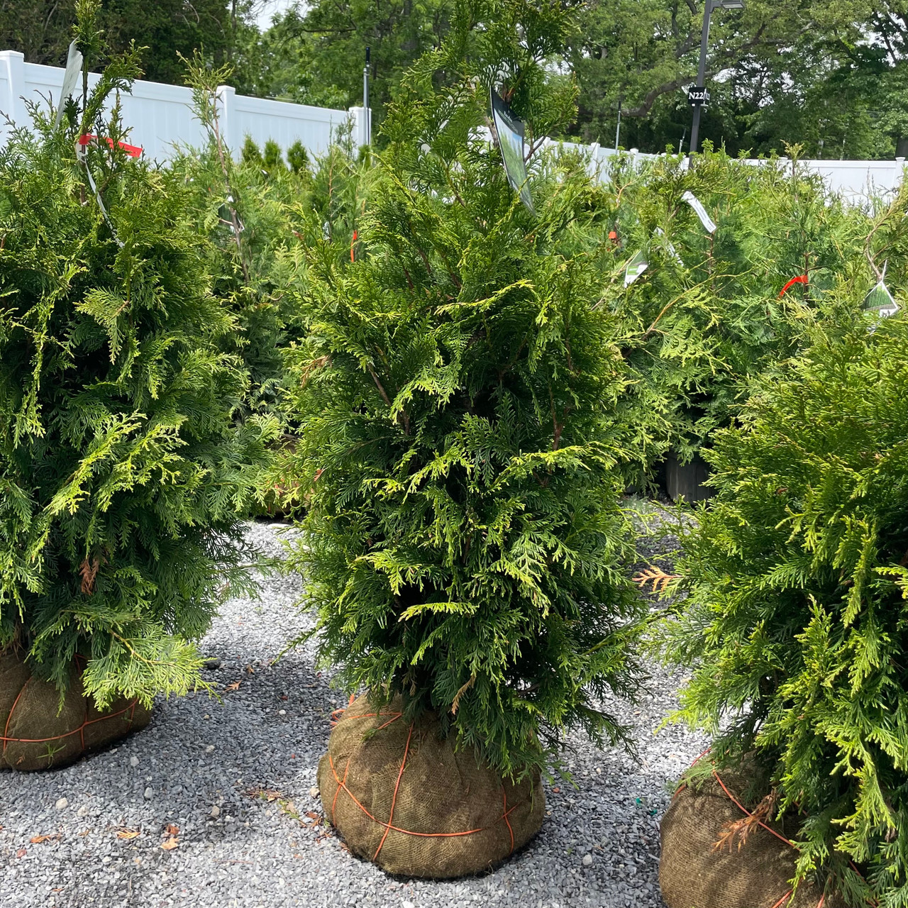 ARB EXCELSA 3-4'