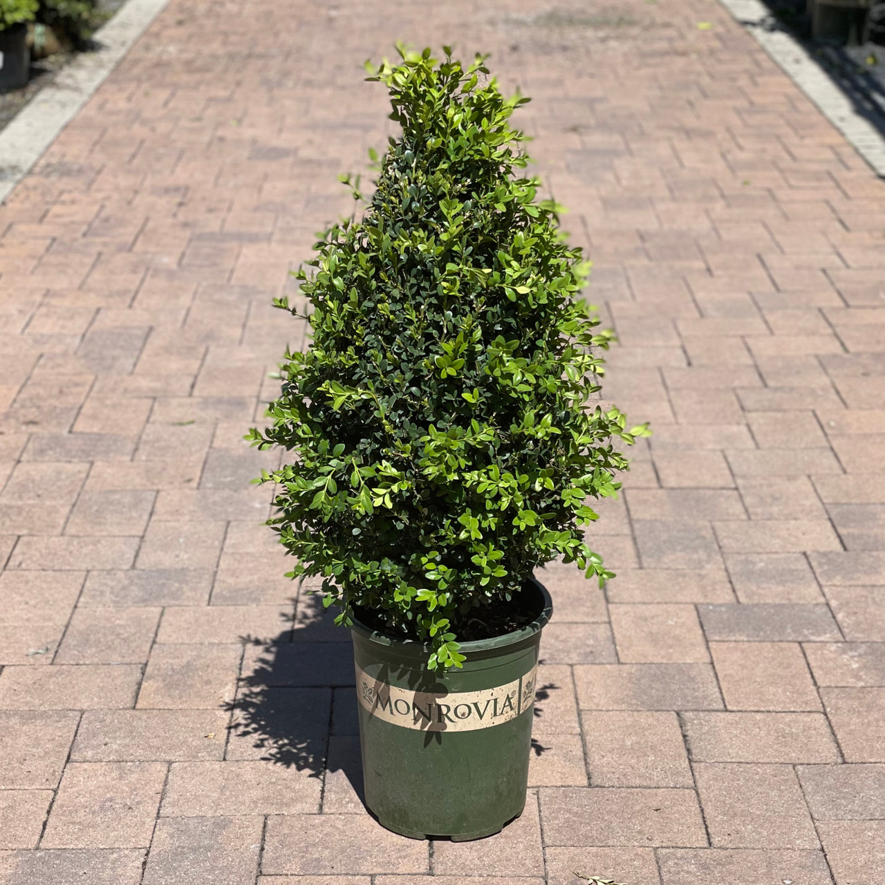 BOXWOOD GREEN MT CONE 5G
