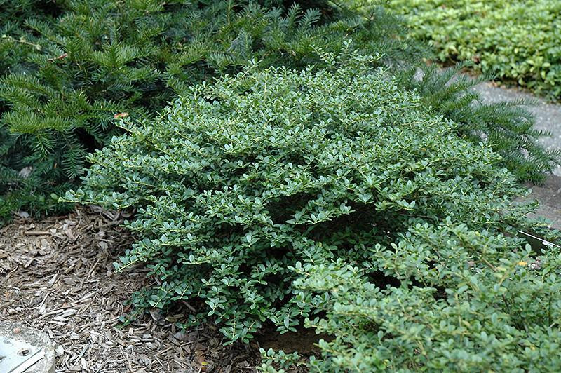 JAP HOLLY HELLERI 3G