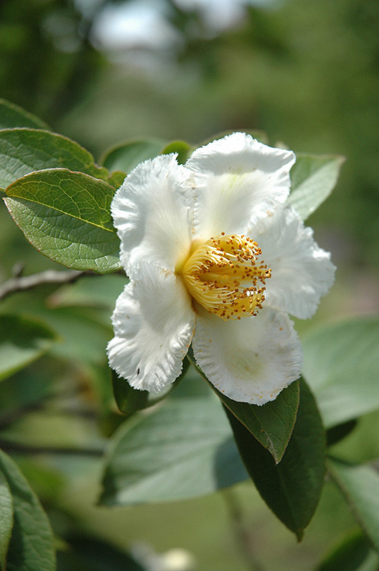 STEWARTIA JAPANESE 11-12'