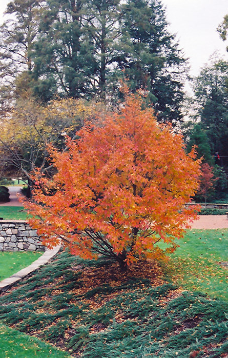 STEWARTIA JAPANESE 11-12'