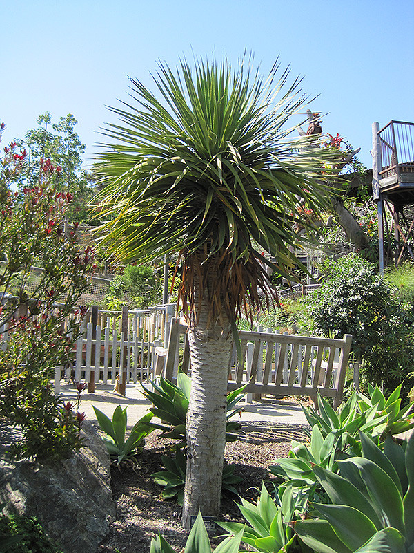 dracaena marginata light requirements Dracaena Marginata 'Red'