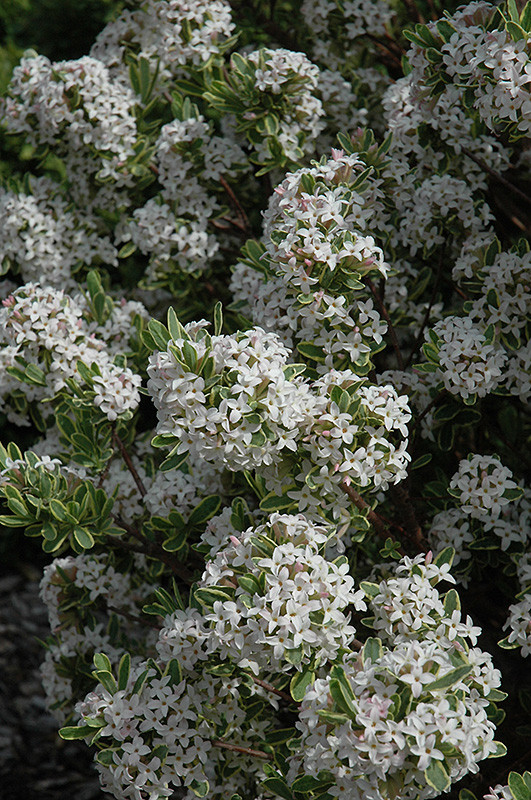 DAPHNE ETERNAL FRAGRANCE 2G