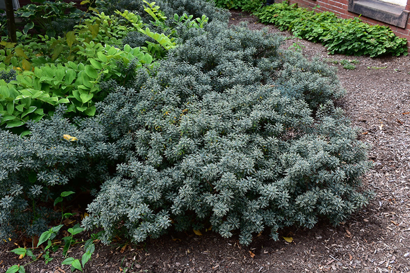 DAPHNE ETERNAL FRAGRANCE 2G