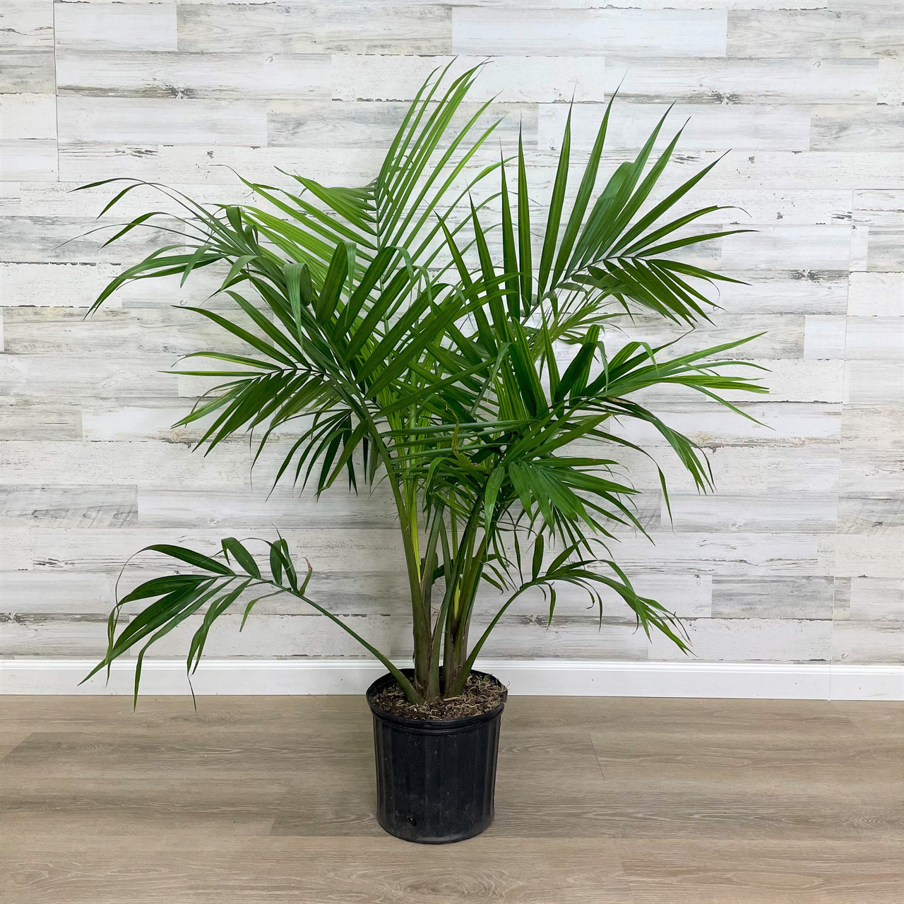 MAJESTY PALM 10