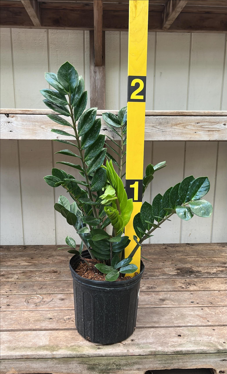 フリョウプランツ ZZ PLANT 10
