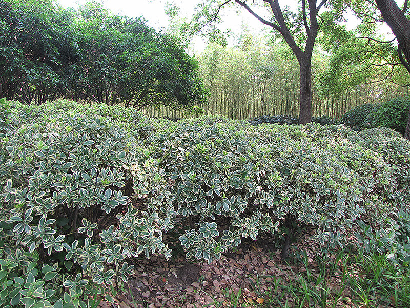 EUONYMUS SILVER KING 5G CONE