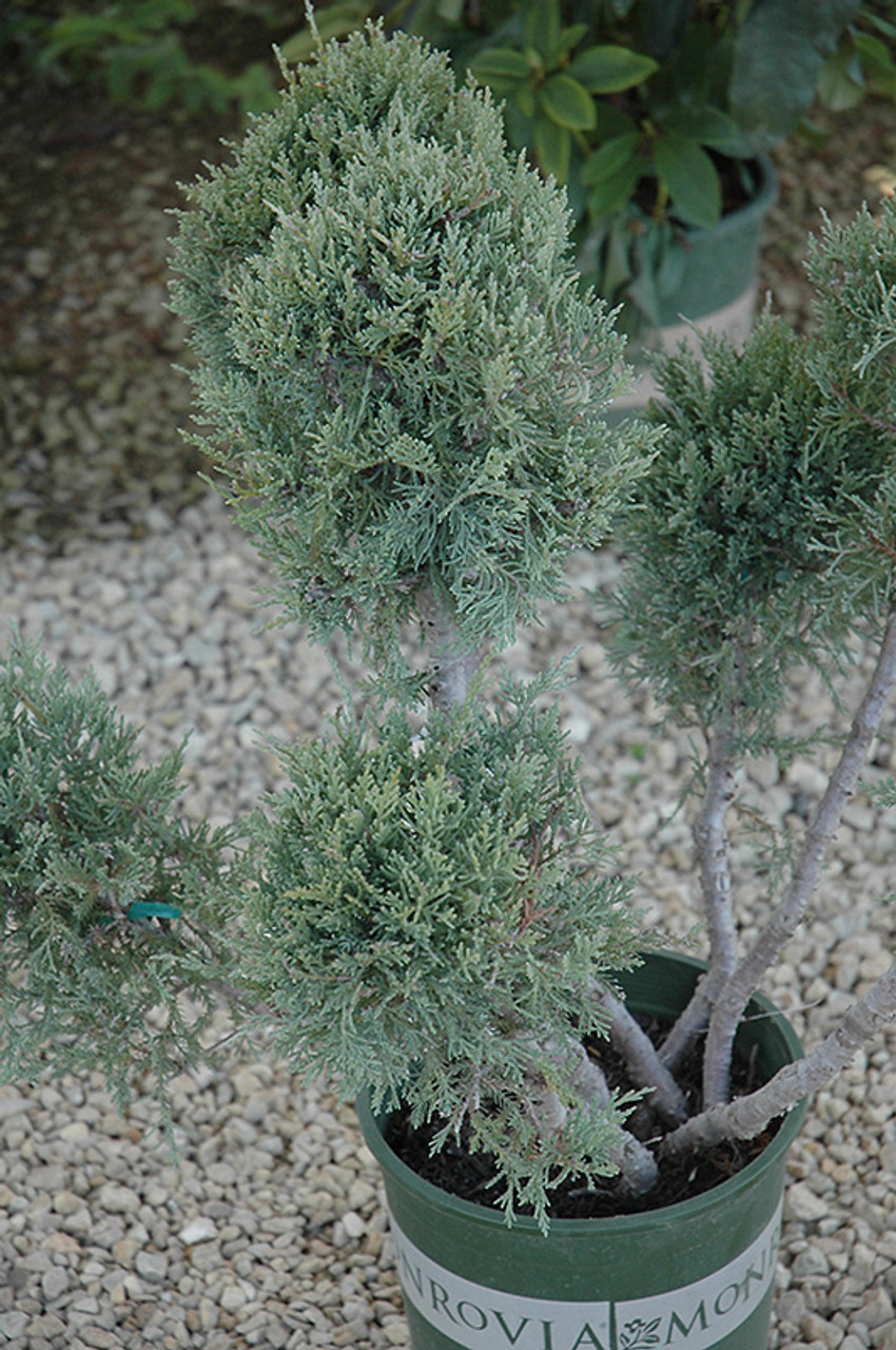 JUNIPER HETZII GLAUCA 2G PP