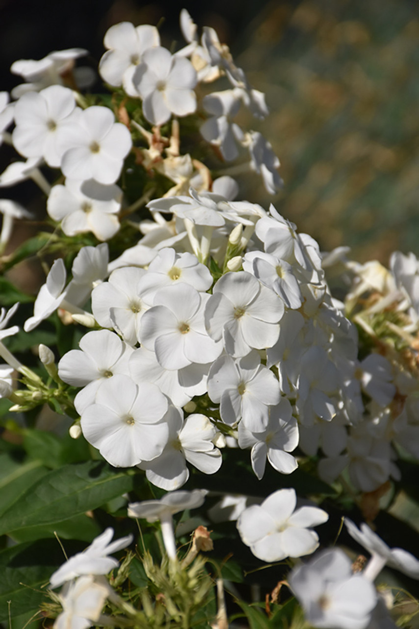 Phlox Volcano White 1g