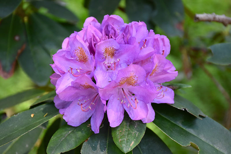 RHOD GRANDIFLORUM 24-30" 5G