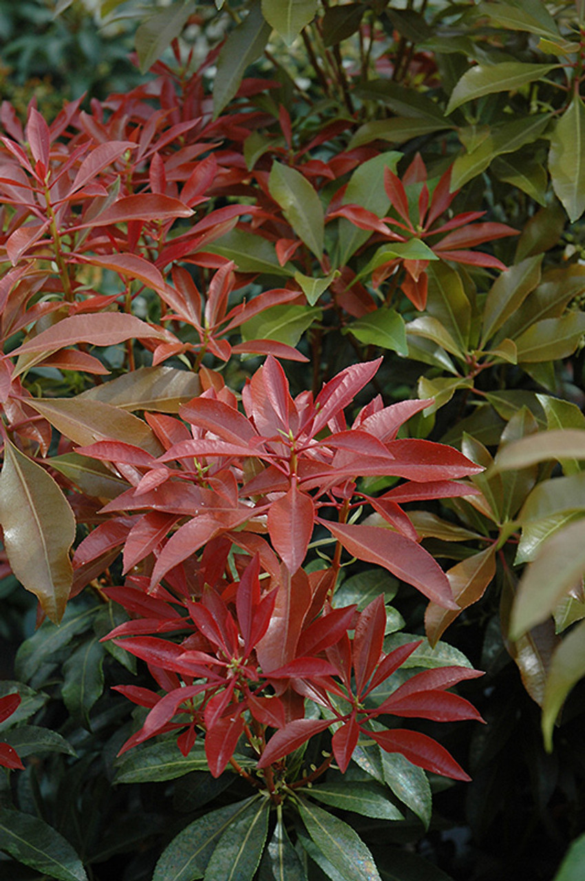 feu de montagne pieris japonica