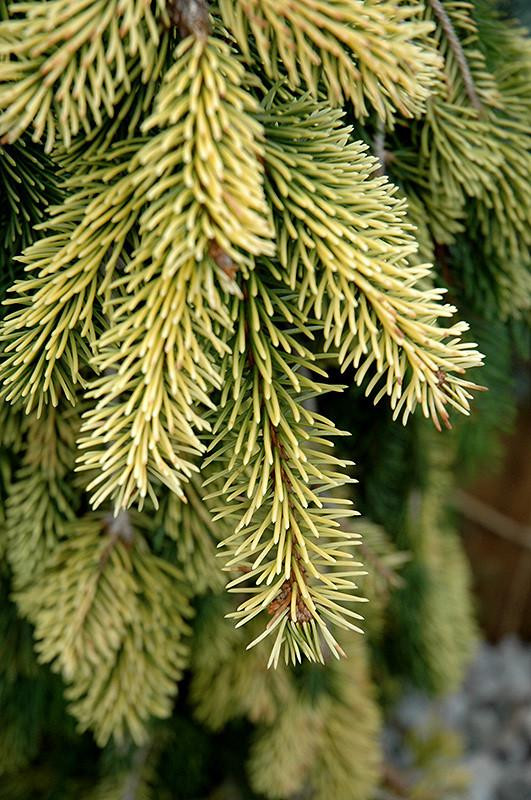 SPRUCE NOR WEEP GOLD DRIFT 6G