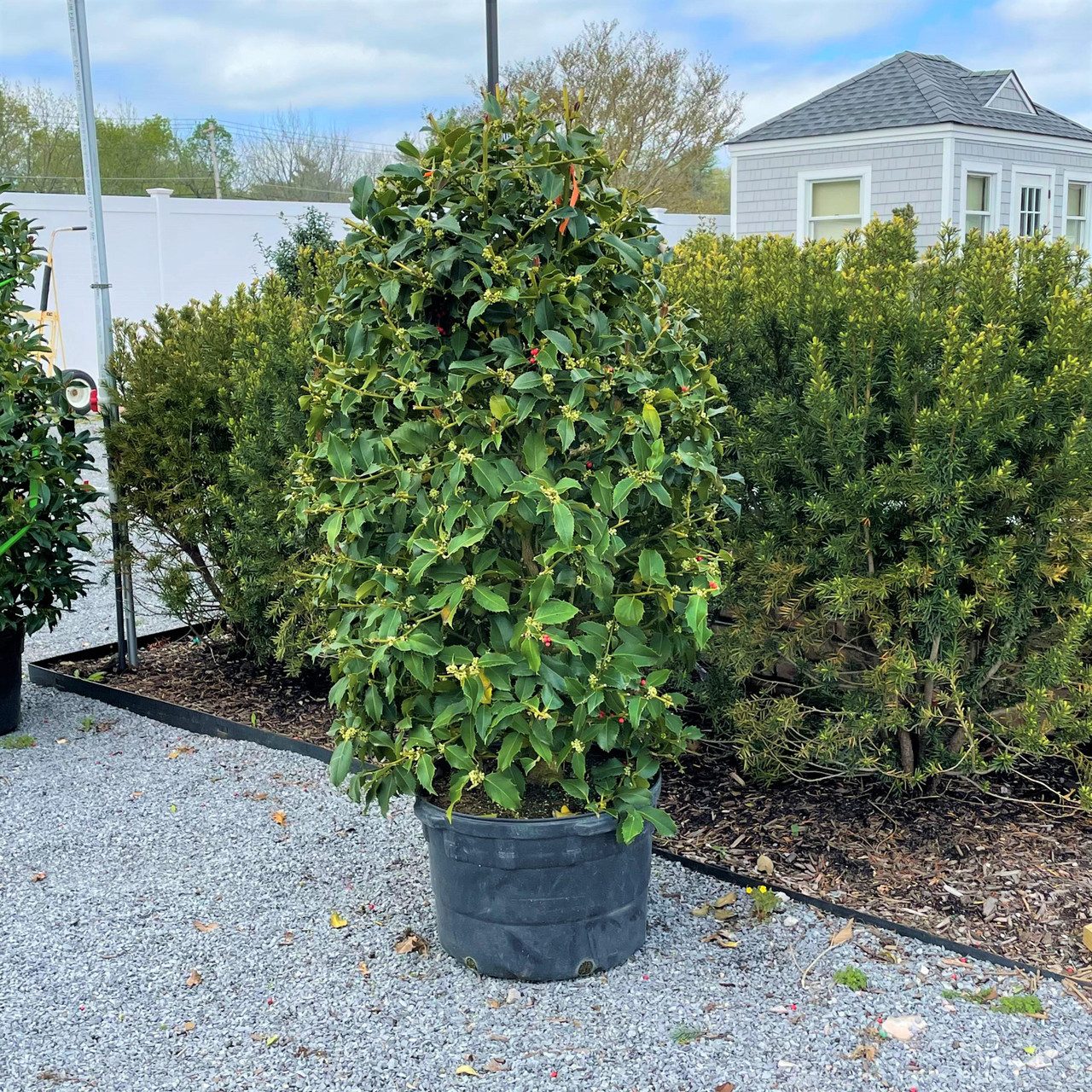 HOLLY OAKLEAF 4-4.5' 15G