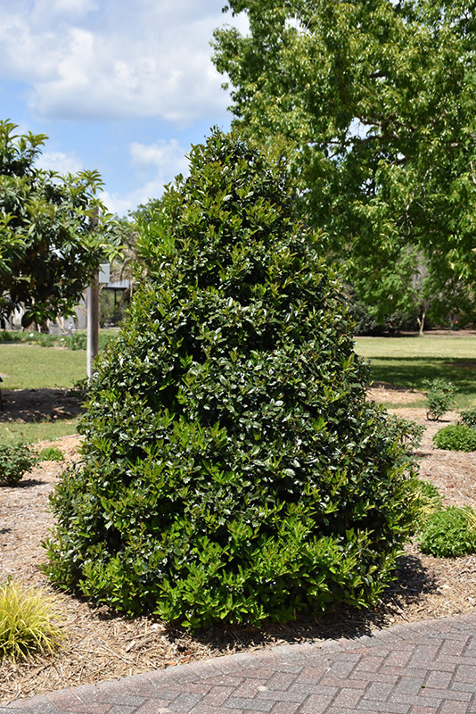 HOLLY OAKLEAF 4-4.5' 15G