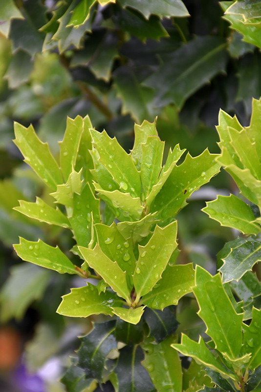 HOLLY OAKLEAF 4-4.5' 15G