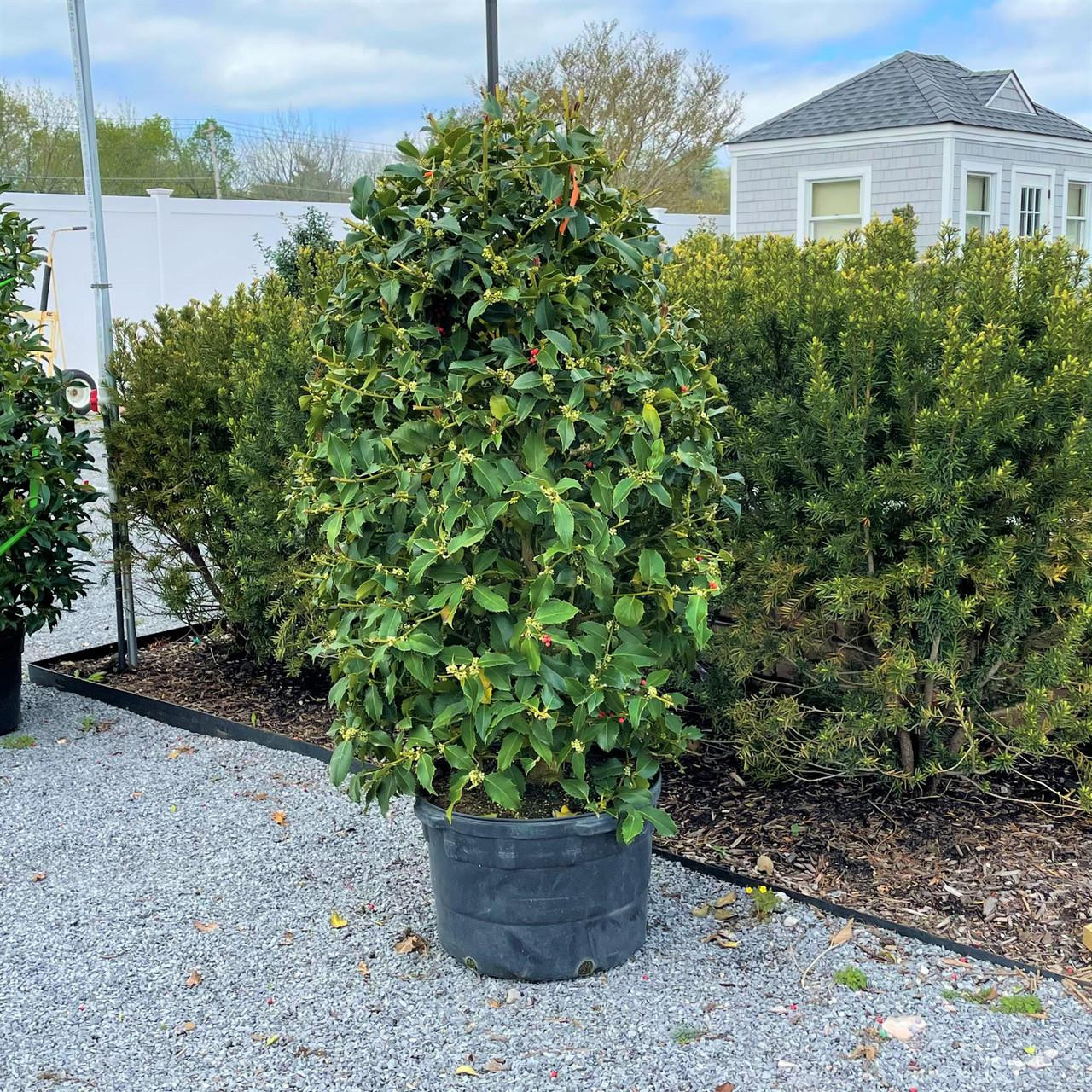HOLLY OAKLEAF 4-4.5' 15G