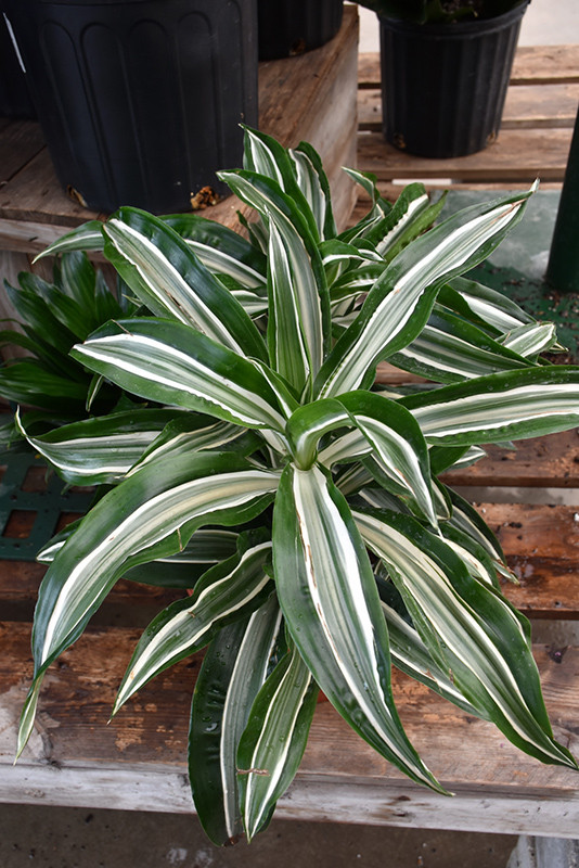 spider plant images Spider Plant | Chlorophytum Comosum