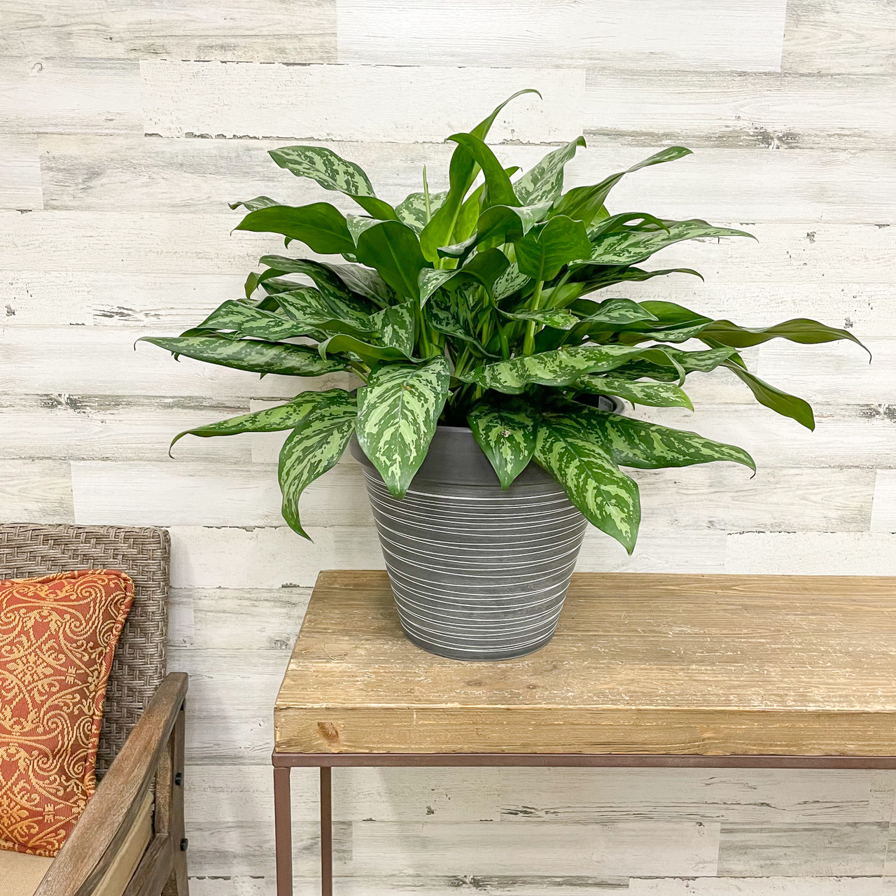 indoor rubber tree plant Rubber Plant