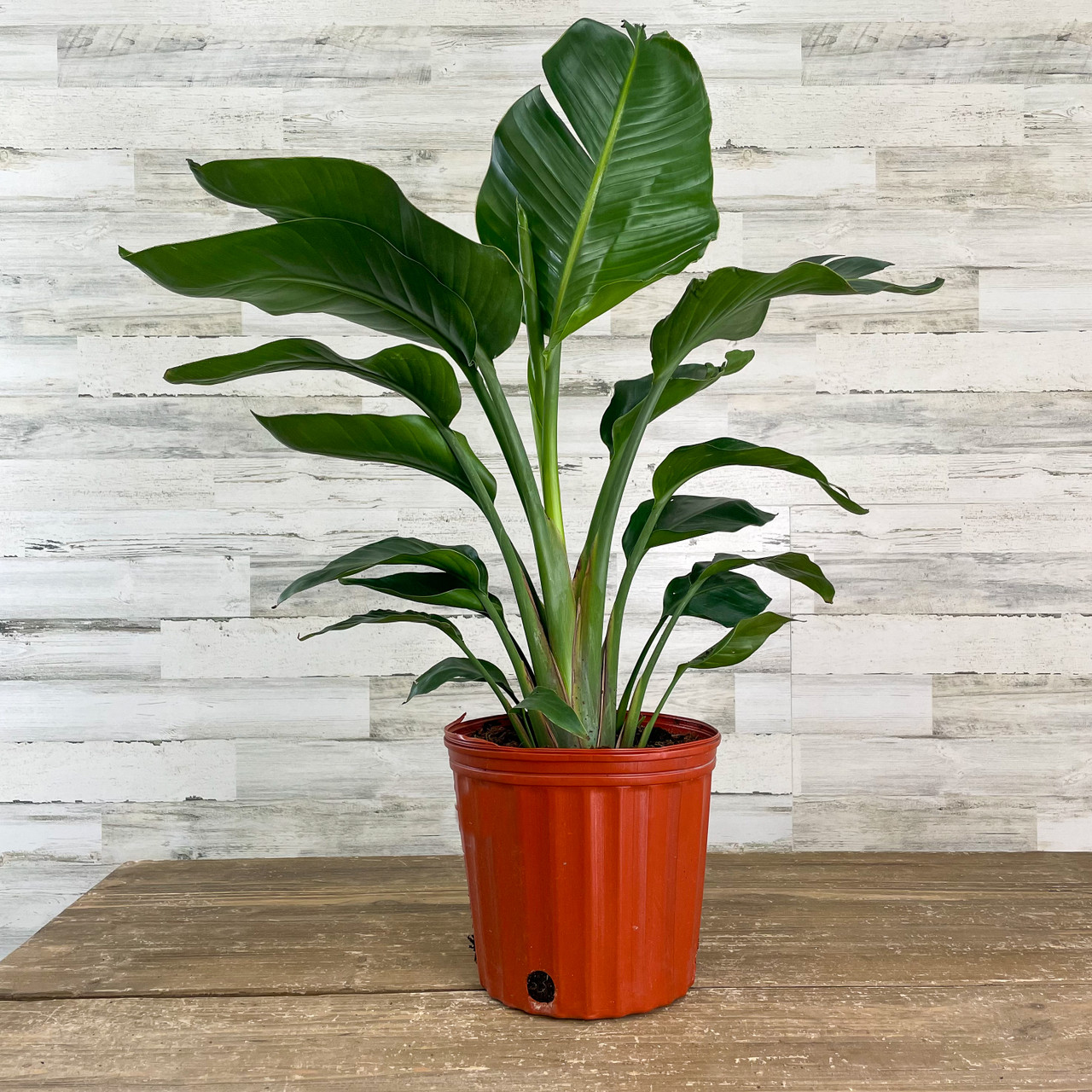 WHITE BIRD PARADISE 10"