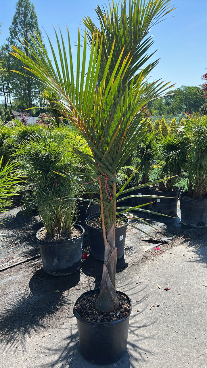 SPINDLE PALM 14