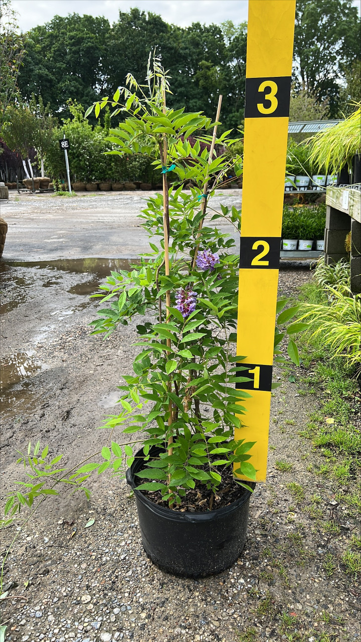 WISTERIA MAC BLUE MOON 5G