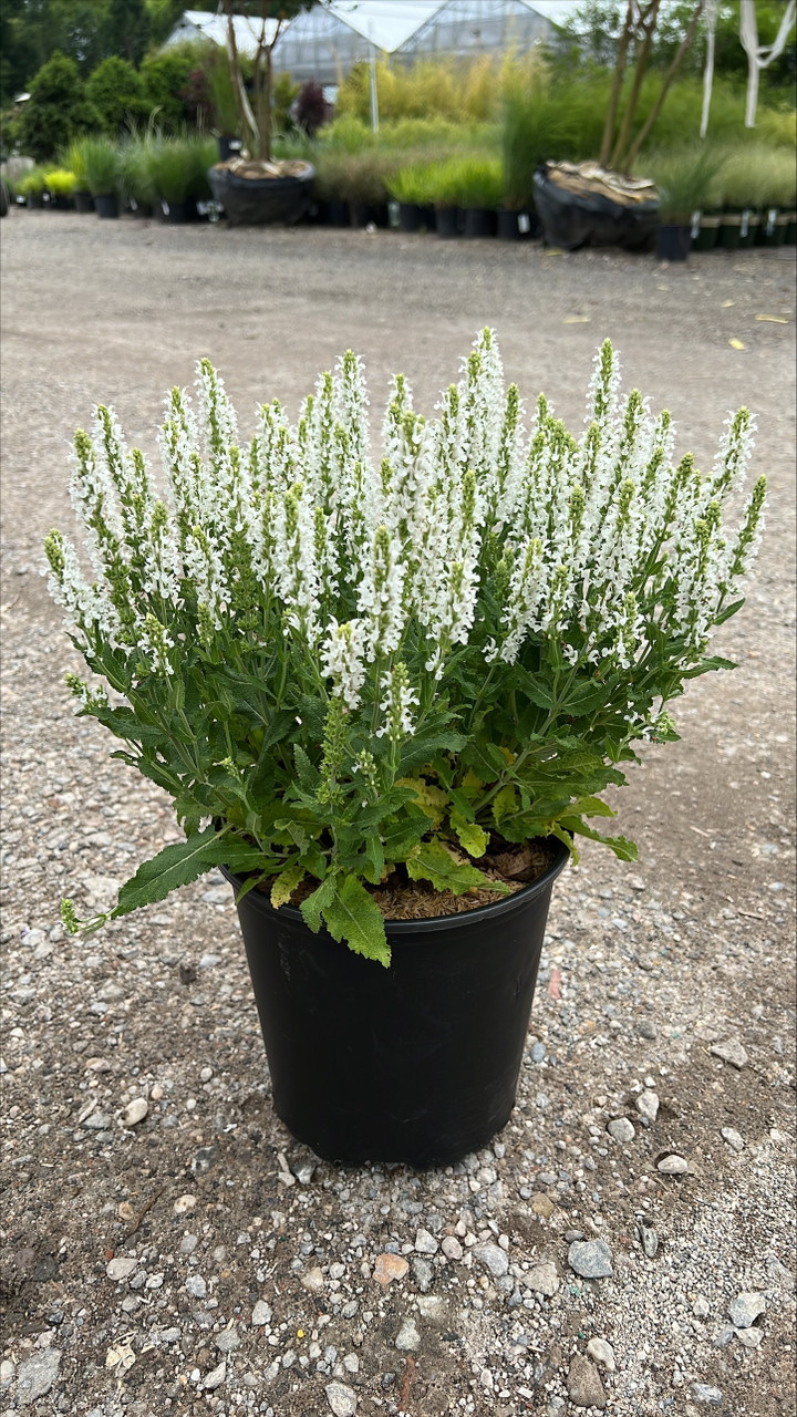SAGE SNOW HILL 2G