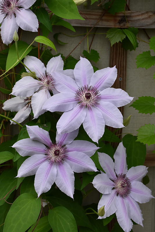 CLEMATIS NELLY MOSER 2G