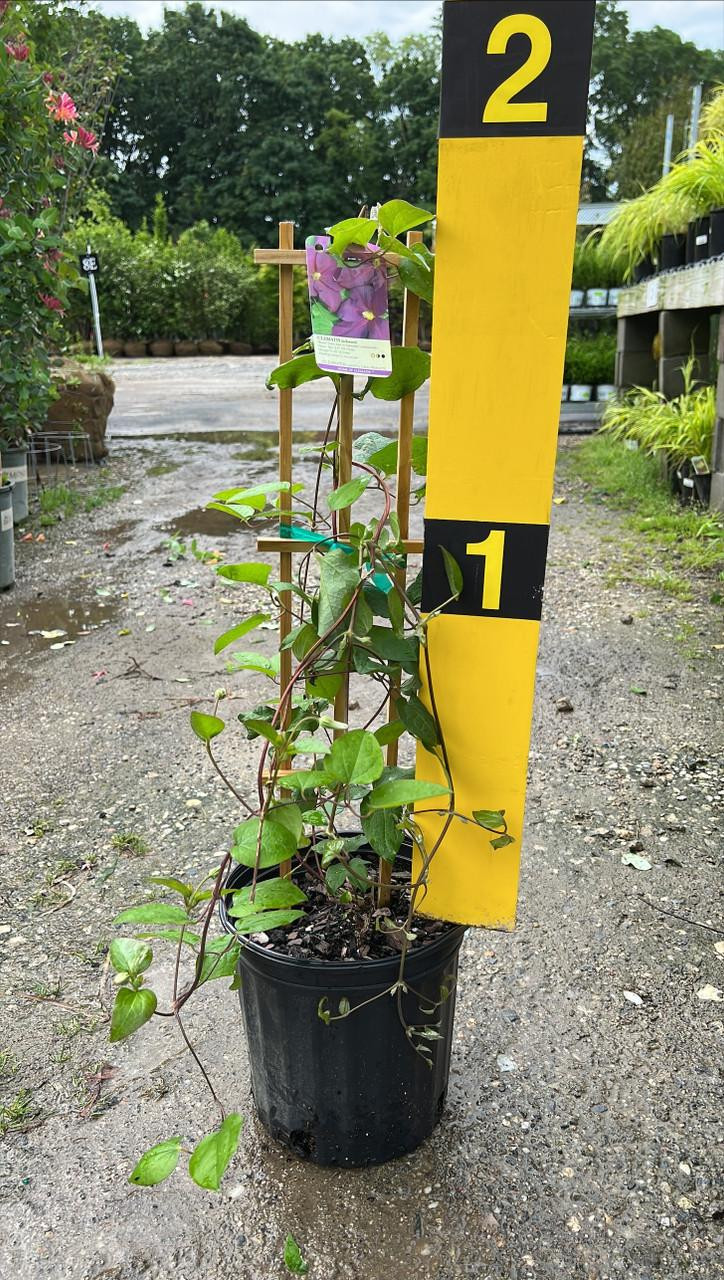 CLEMATIS JACKMANII SUPERBA 2G