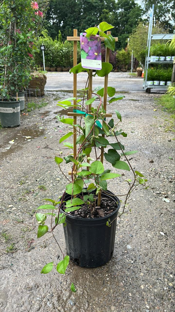 CLEMATIS JACKMANII SUPERBA 2G