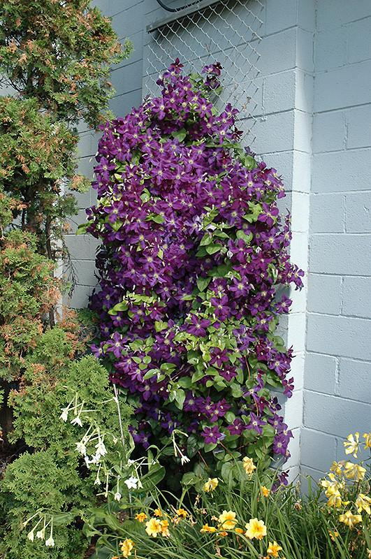 CLEMATIS JACKMANII SUPERBA 2G