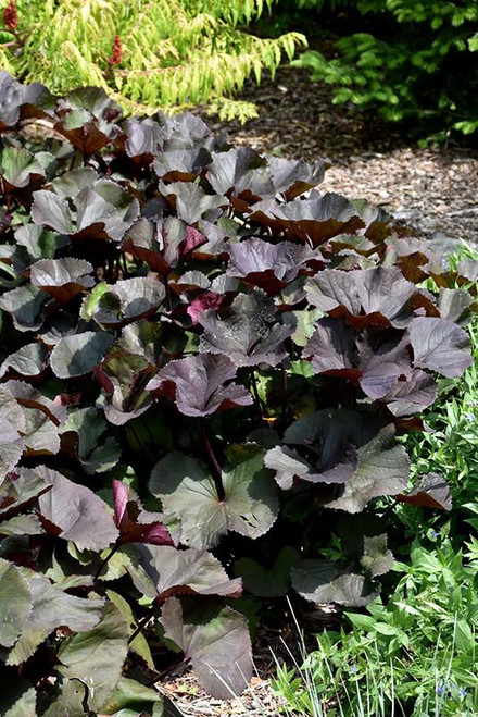  Ligularia dentata Britt Marie Crawford 265041 