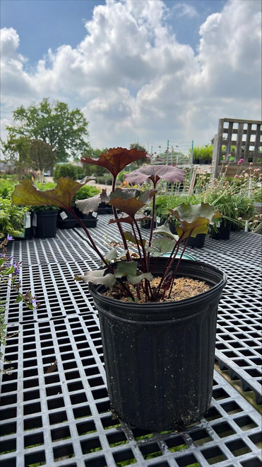  Ligularia dentata Britt Marie Crawford 265041 