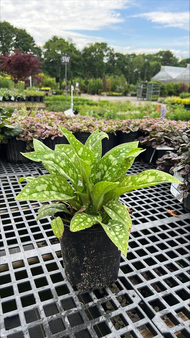 Other Shade Per. Pulmonaria Mrs Moon 266814 