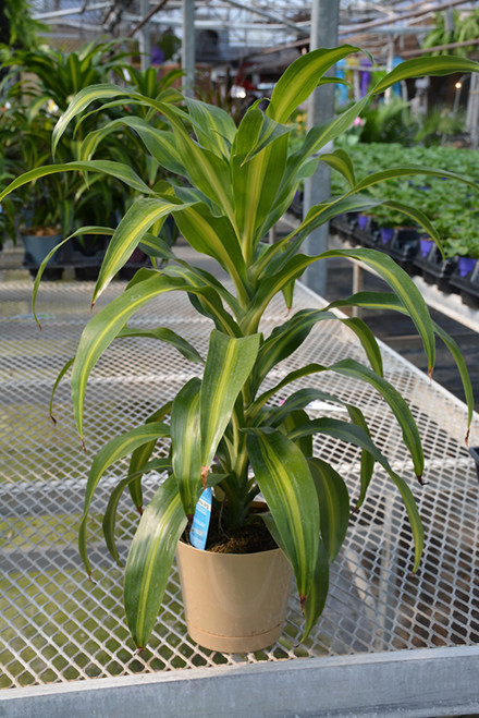 DRACAENA HAW CANE 12"4PPP