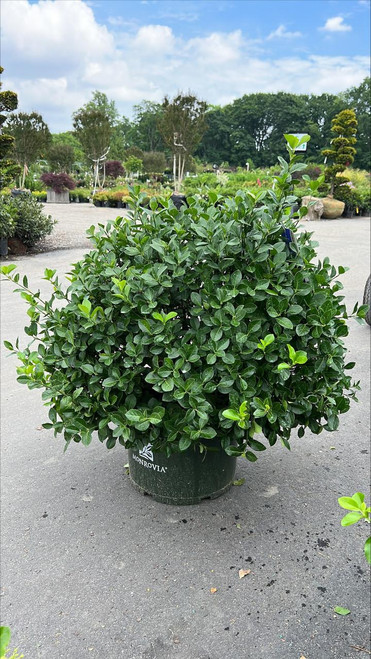 Euonymous Euonymus kiautschovicus Manhattan 273890 