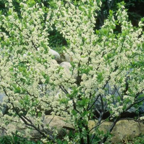 Other Deciduous Prunus maritima 274255 