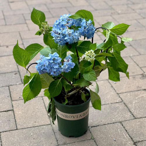  Hydrangea macrophylla Blue Enchantress 274329 
