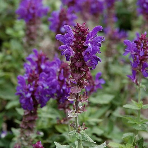  Salvia Blue Marvel 274775 