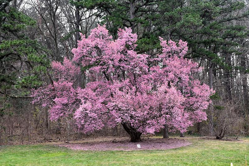 Prunus-tree Prunus x Okame 225700 