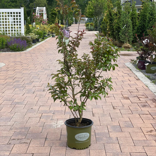 Lagerstoemia Lagerstroemia x Pink Pig 274776 