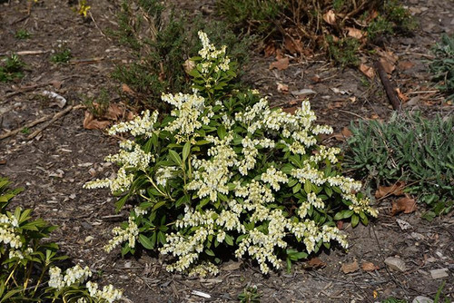  Pieris japonica Cavatine 276405 
