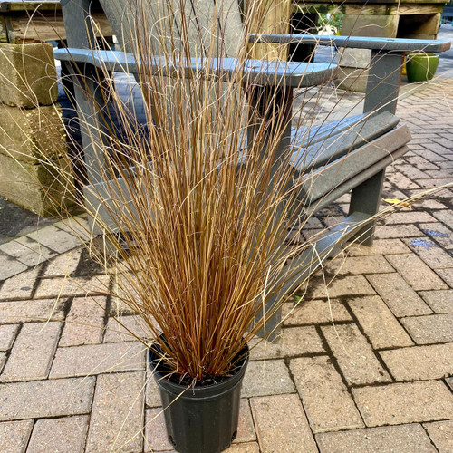  Pennisetum Rubrum Annual 276689 