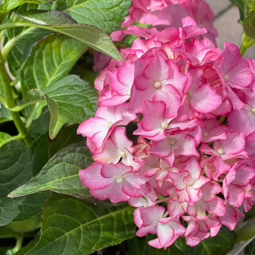  Hydrangea macrophylla SSD Hamptons 278222 