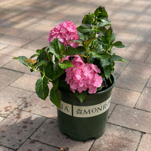  Hydrangea macrophylla SSD Hamptons 278222 