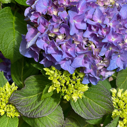  Hydrangea macrophylla Let's Dance Rhythmic Blue 278223 