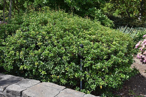 Other Ever. Sh. Osmanthus heterphyllus Gulftide 280199 