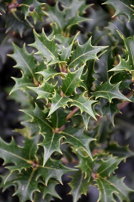 Other Ever. Sh. Osmanthus heterphyllus Gulftide 280199 