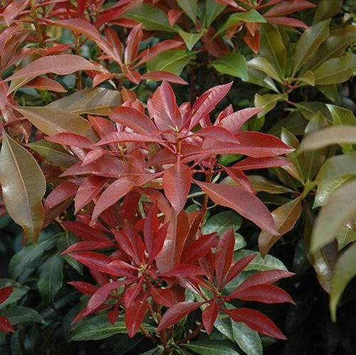 Pieris japonica Mountain Fire 280209