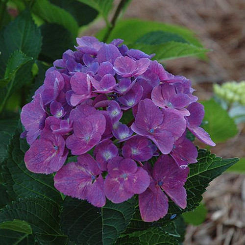  Hydrangea macrophylla Let's Dance Rave 283179 